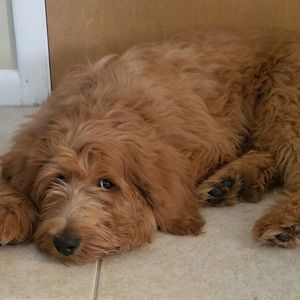 Meet your Posher, Christine